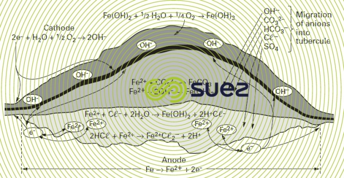 Reactions tubercule
