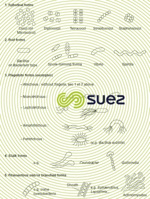morphological bacteria