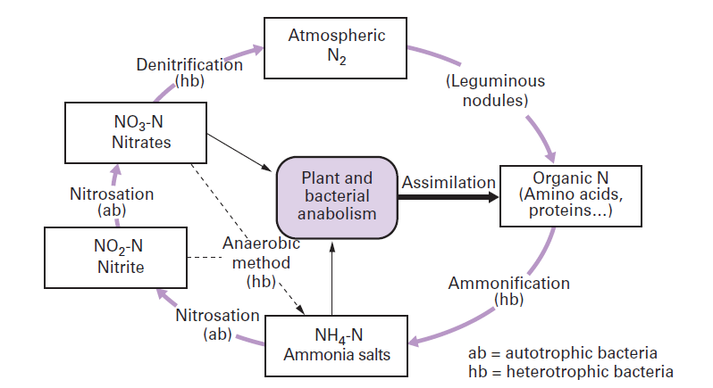 Diagram Quiz on Nitrogen Cycle