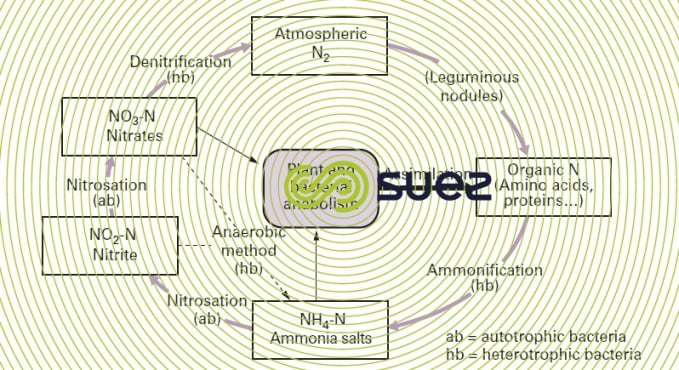 Nitrogen cycle