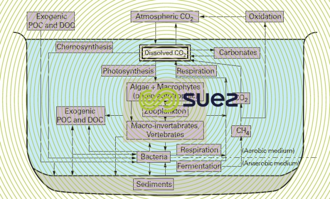 aquatic carbon cycle