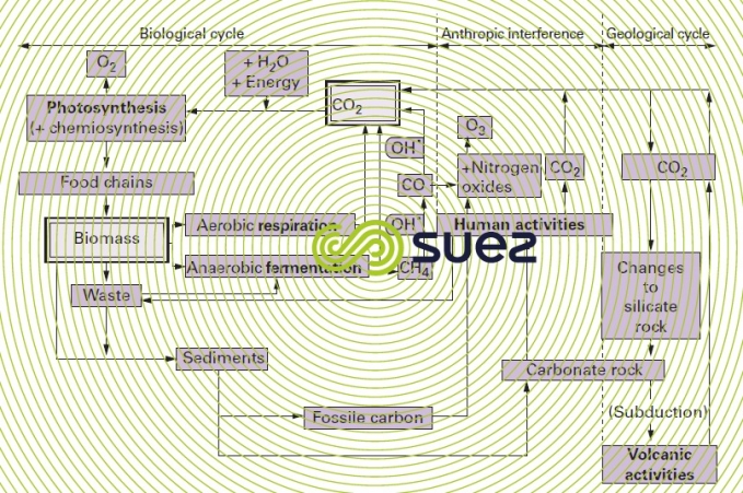 carbon biogeochemical cycle