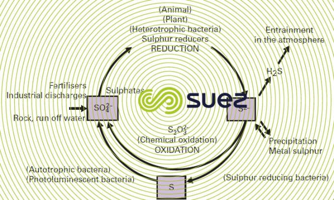 Sulphur cycle