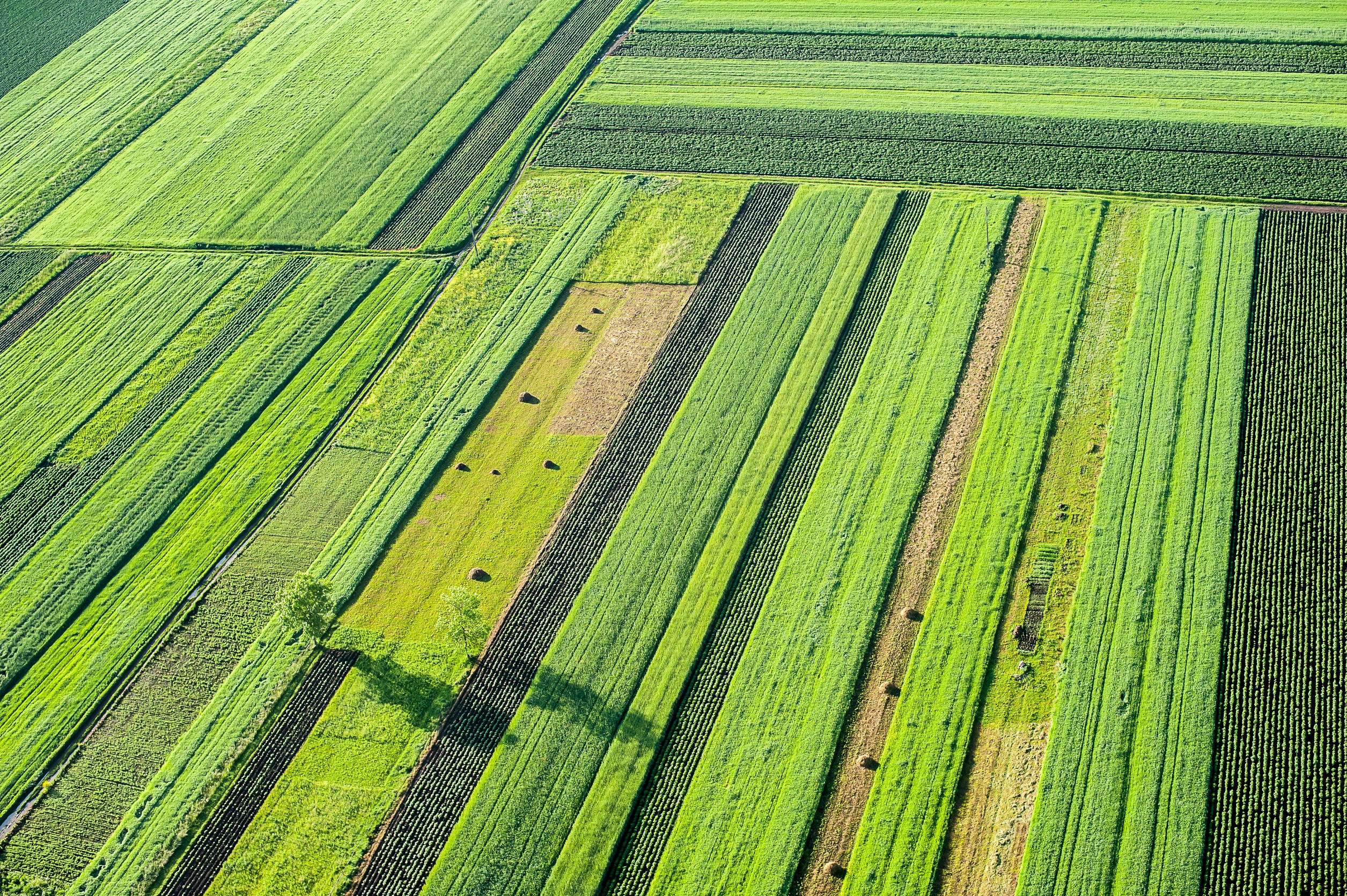 recycle phosphorus from effluent to produce a valuable fertilizer- Phosphogreen